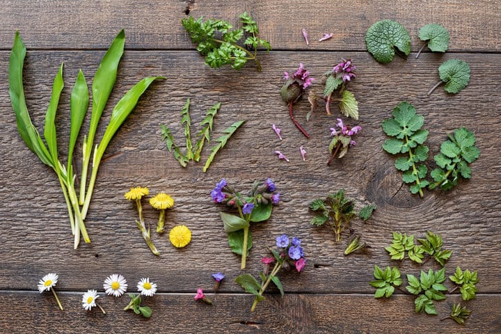 The best edible flowers for drinks - CLASS